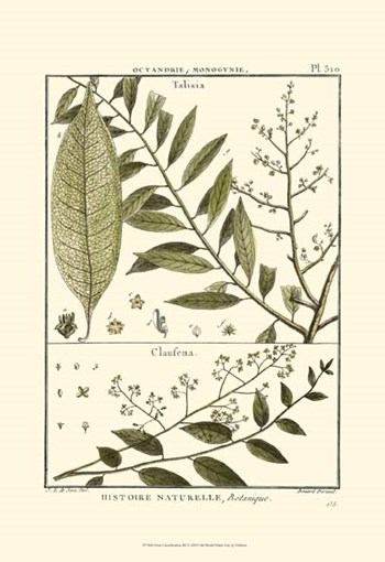 Fern Classification III by Denis Diderot art print