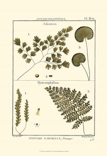 Fern Classification IV by Denis Diderot art print