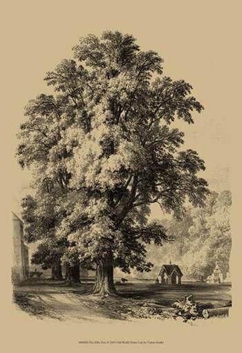 The Elm Tree art print