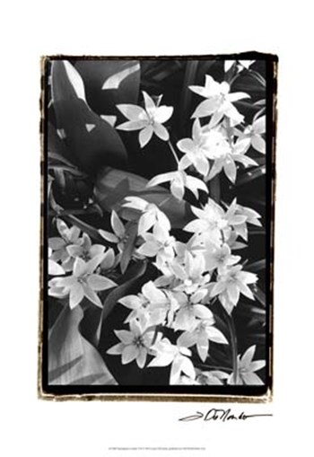 Springtime Garden VII by Laura Denardo art print