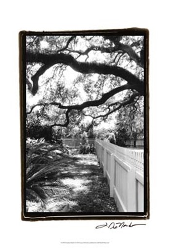 Summer Shade I by Laura Denardo art print