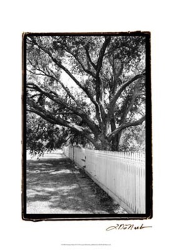 Summer Shade II by Laura Denardo art print