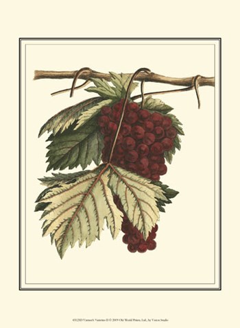 Vintner&#39;s Varieties II by Vision Studio art print