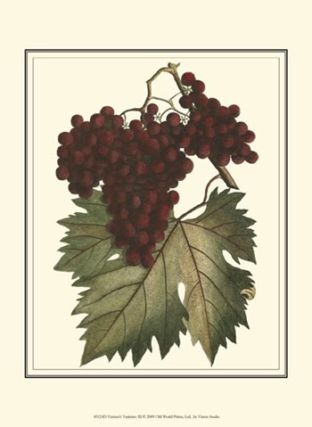 Vintner&#39;s Varieties III by Vision Studio art print