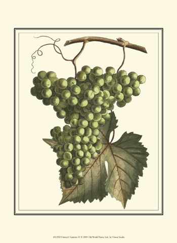 Vintner&#39;s Varieties IV by Vision Studio art print