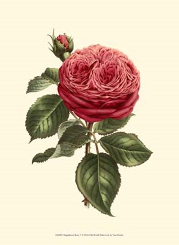 Magnificent Rose V by Francois Van Houtte art print