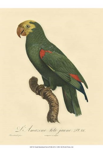 Small Barraband Parrot PL 86 (IP) art print