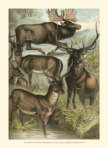 Johnson&#39;s Deer &amp; Elk by Henry J. Johnson art print