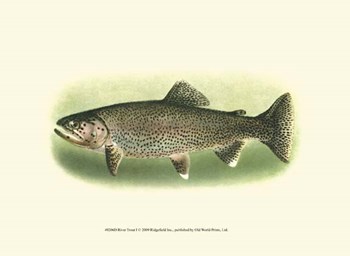 River Trout I art print