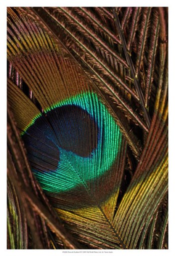 Peacock Feathers II by Vision Studio art print