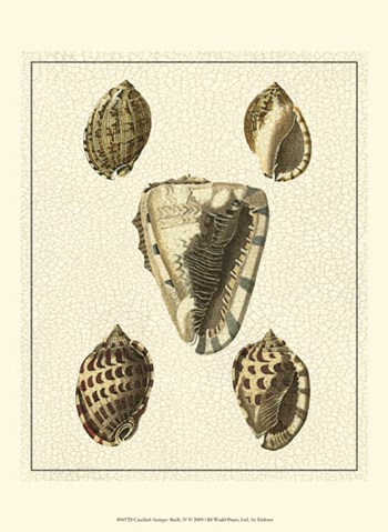 Crackled Antique Shells IV by Denis Diderot art print