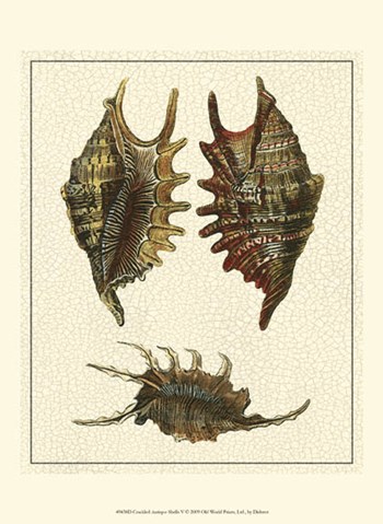 Crackled Antique Shells V by Denis Diderot art print