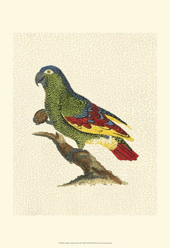 Crackled Antique Parrot II by George Shaw art print