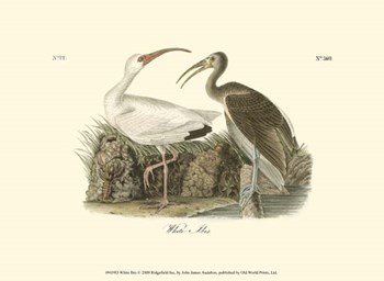 White Ibis by John James Audubon art print