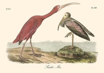 Scarlet Ibis by John James Audubon art print