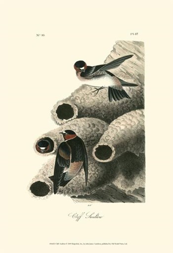 Cliff Swallow by John James Audubon art print