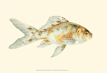 Speckled Goldfish by S. Matsubara art print