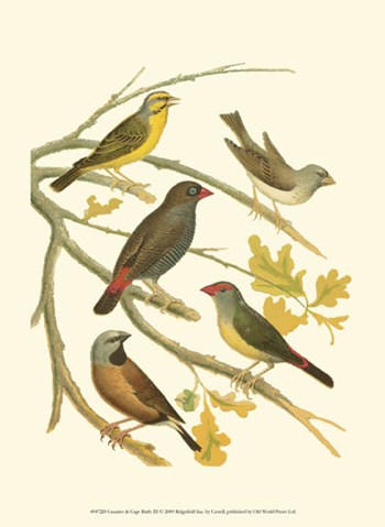 Canaries &amp; Cage Birds III by Cassell art print