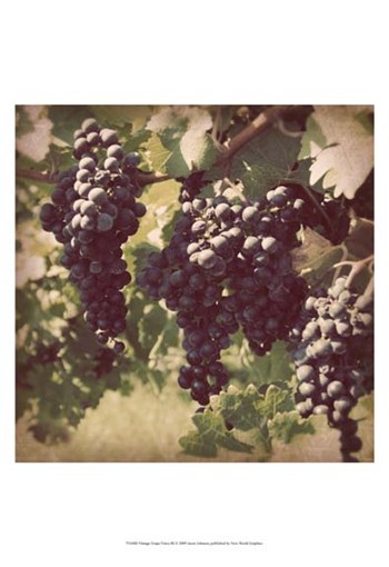Vintage Grape Vines III by Jason Johnson art print