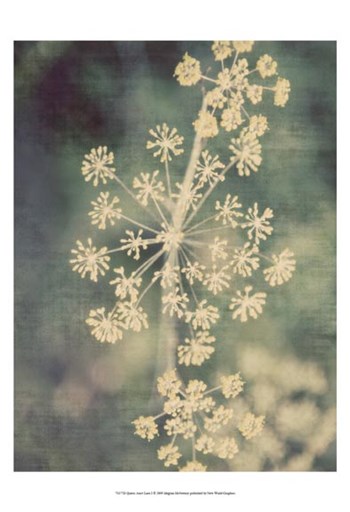 Queen Ann&#39;s Lace I by Meghan Mcsweeny art print