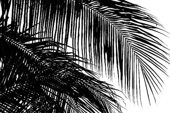 Palms 3 by Jamie Kingham art print