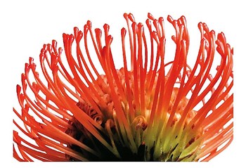 Orange Protea 2 by Jenny Kraft art print