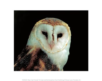 Barn Owl Portrait art print