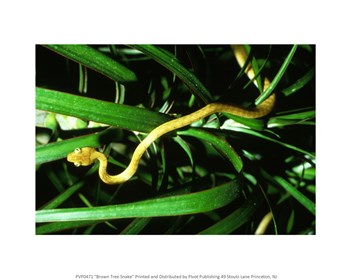 Brown Tree Snake art print