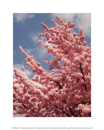 Cherry Blossoms art print