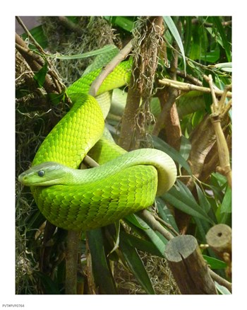 Green Mamba art print