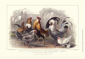 Roosters &amp; Hens by J. Stewart art print