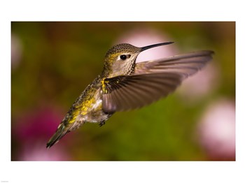 Fem Anna&#39;s Hummingbird art print