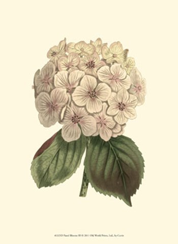 Pastel Blooms III art print