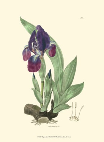 Elegant Iris I art print