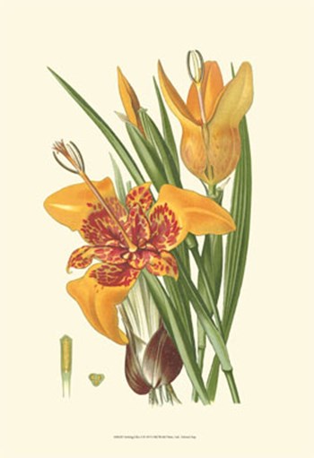 Striking Lilies I by Edward Step art print