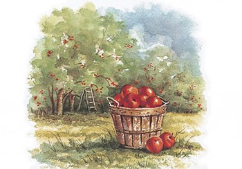 Field of Apples by Peggy Thatch Sibley art print