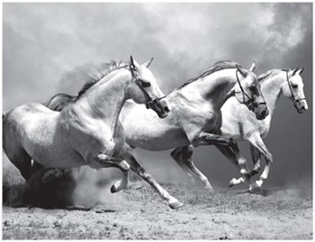 White Stallions II art print