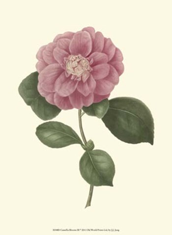 Camellia Blooms III by J. J. Jung art print