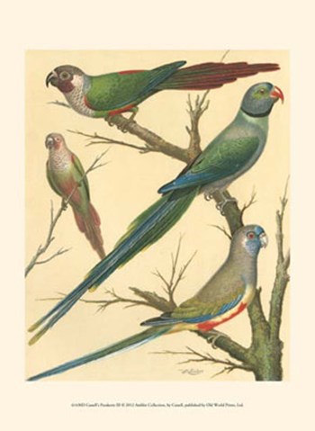 Parakeets III by Cassell art print