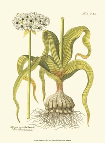 Allium, Pl. 258 art print