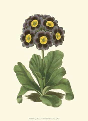 Antique Primula I by Frederick W. Watts art print