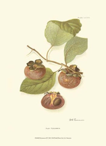 Persimmon II art print