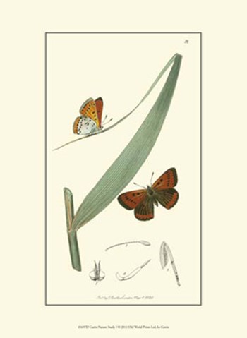 Nature Study I by Edward S. Curtis art print