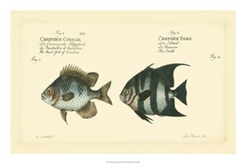 Antique Fish II by Carl Bloch art print