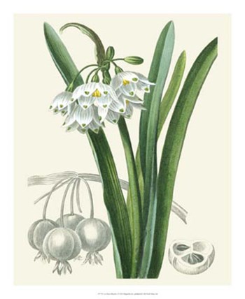 Les Fleurs Blanches I art print