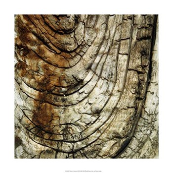 Nature&#39;s Textures III by Vision Studio art print