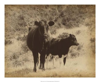 Lone Star Cows I by Jarman Fagalde art print