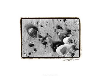 Sand Treasures I by Laura Denardo art print