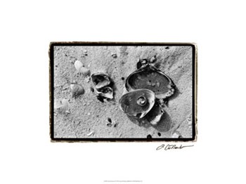 Sand Treasures II by Laura Denardo art print
