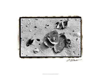 Sand Treasures III by Laura Denardo art print